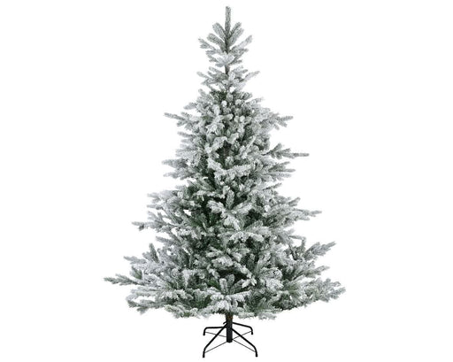 Everlands Snowy Grandis Fir 6ft 