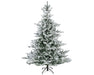 Everlands Snowy Grandis Fir 6ft 