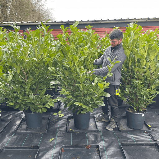 Premium Grade Cherry Laurel (130-150cm tall)