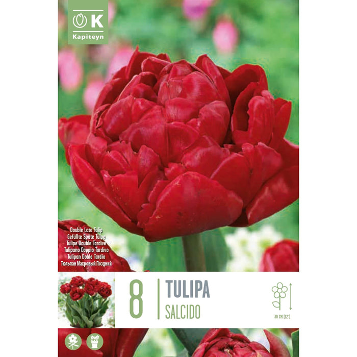  Tulip Double Salcido (x8 Bulbs)