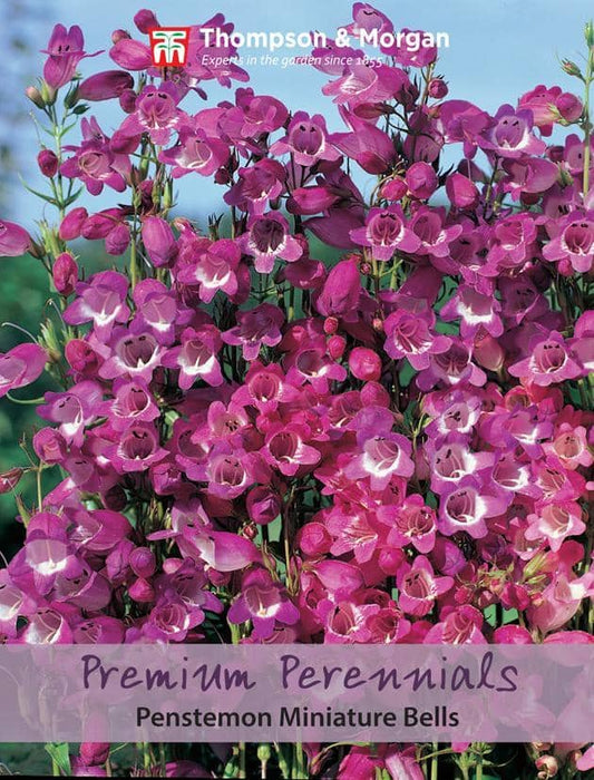 Thompson & Morgan (Uk) Ltd Gardening Penstemon Miniature Bells