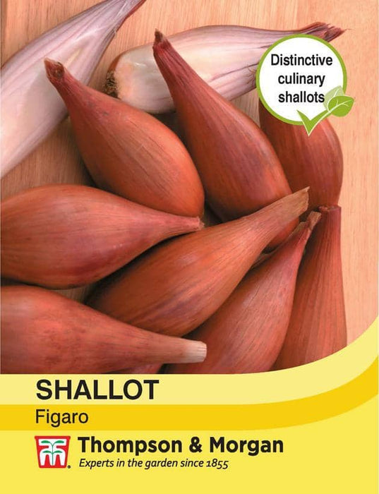 Thompson & Morgan (Uk) Ltd Gardening Shallot Figaro