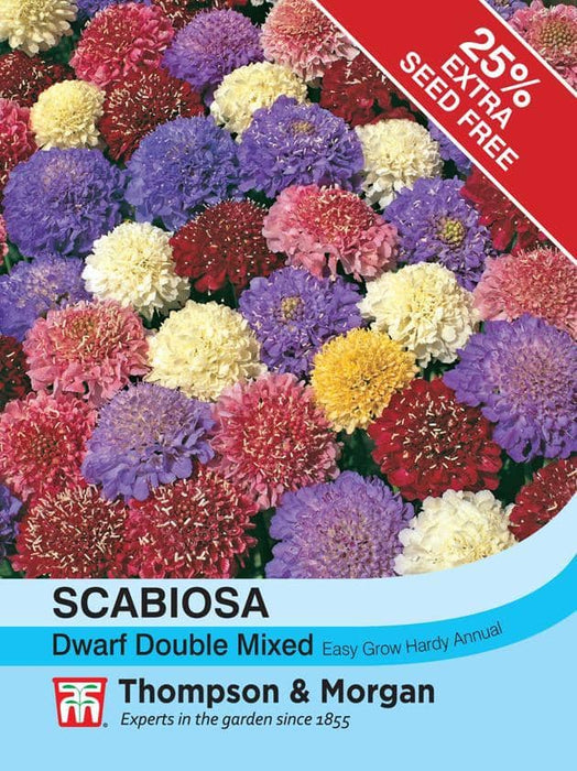 Thompson & Morgan (Uk) Ltd Gardening Scabiosa Dwarf Double Mixed