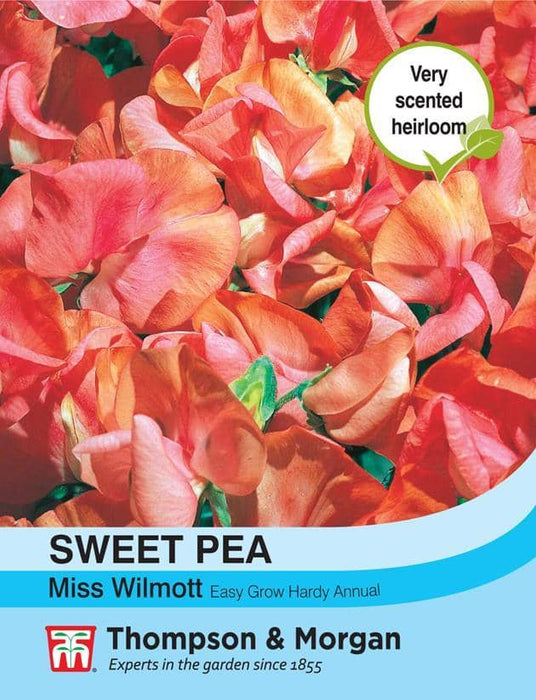 Thompson & Morgan (Uk) Ltd Gardening Sweet Pea Miss Willmott