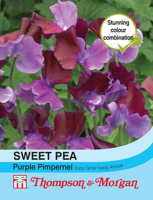 Thompson & Morgan (Uk) Ltd Gardening Sweet Pea Purple Pimpernel