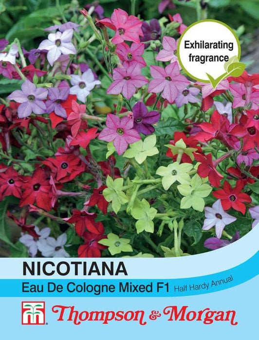 Thompson & Morgan (Uk) Ltd Gardening Nicotiana Eau De Cologne Mixed F1 Hybrid