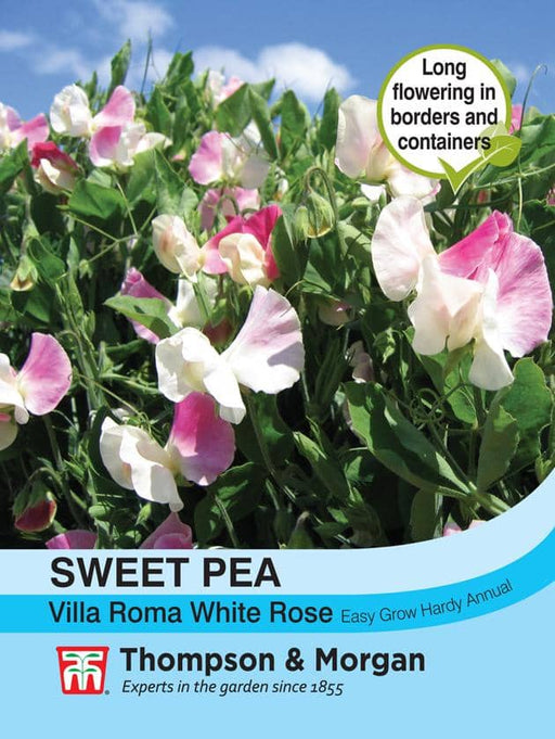 Thompson & Morgan (Uk) Ltd Gardening Sweet Pea Villa Roma White Rose