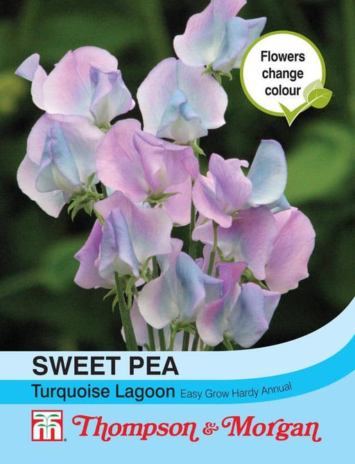 Thompson & Morgan (Uk) Ltd Gardening Sweet Pea Turquoise Lagoon