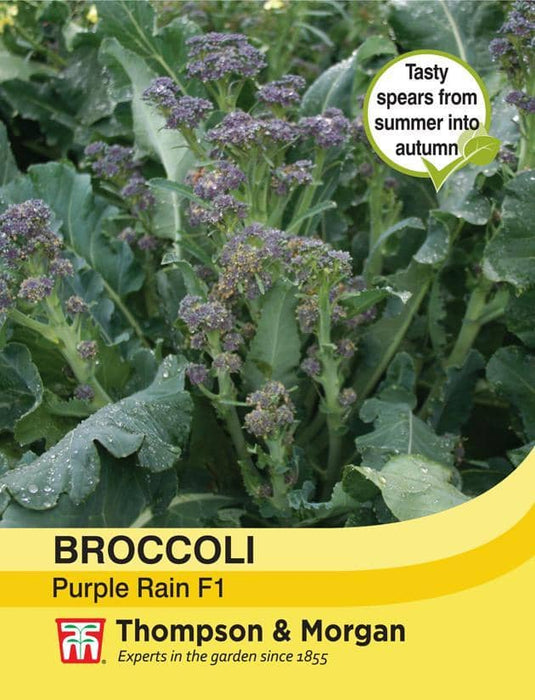 Thompson & Morgan (Uk) Ltd Gardening Broccoli Purple Rain F1 Hybrid